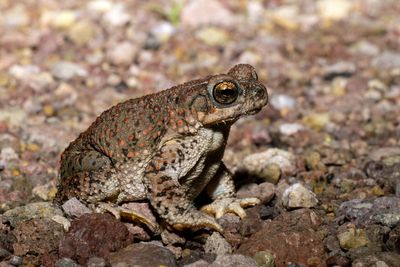 Toads