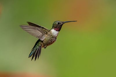 Black-chinned x Broad-tailed Hummingbird