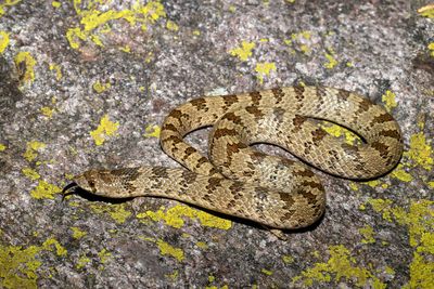 Chihuahuan Hook-nosed Snake