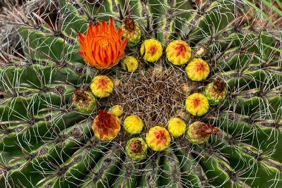 Fish Hook Barrel Cactus