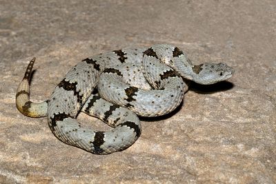 Banded Rock Rattlesnake