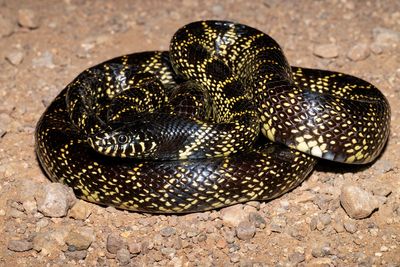 Desert Kingsnake