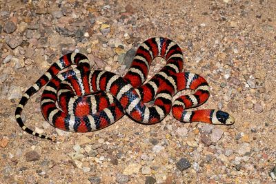 Madrean Mountain Kingsnake