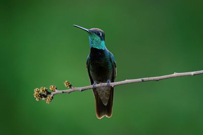 Rivoli's Hummingbird