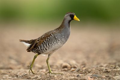 Sora