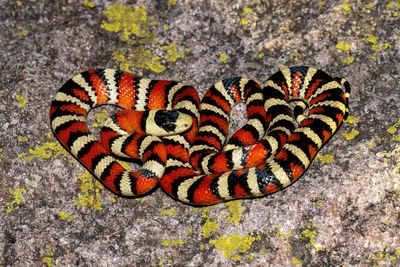 Madrean Mountain Kingsnake