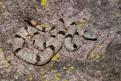 Banded Rock Rattlesnake