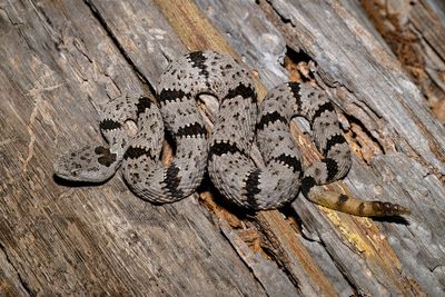 Banded Rock Rattlesnake