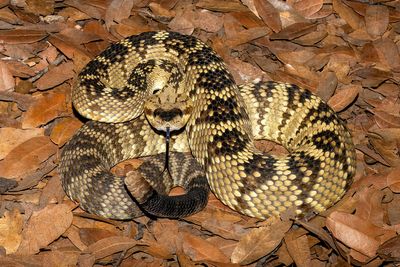 Western Black-tailed Rattlesnake