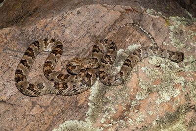 Sonoran Lyresnake