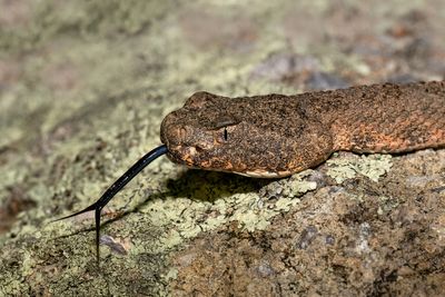 Tiger Rattlesnake