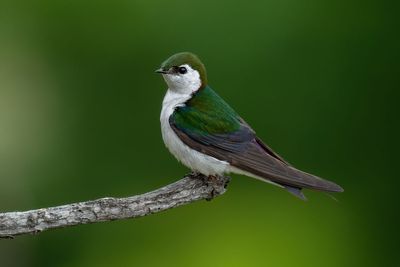 Violet-green Swallow