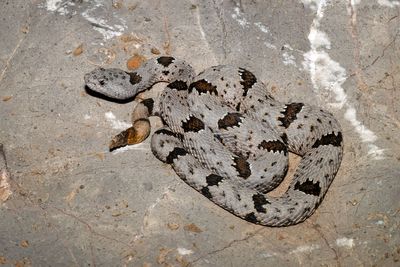 Banded Rock Rattlesnake