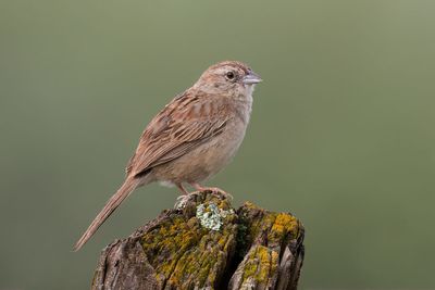 Botteri's Sparrow