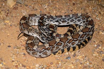 Sonoran Gophersnake
