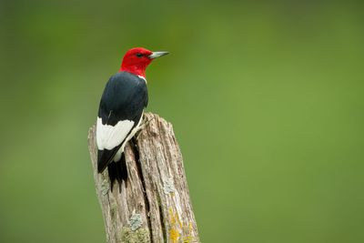 Woodpeckers
