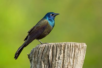 Common Grackle