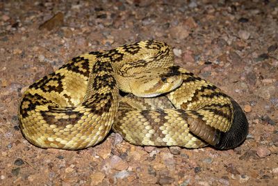 Western Black-tailed Rattlesnake