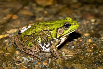 Northern Green Frog