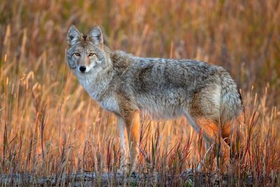 Coyote