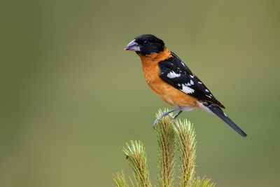 Black-headed Grosbeak
