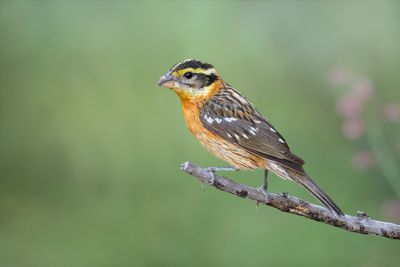 Black-headed Grosbeak