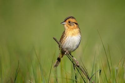 Nelson's Sparrow