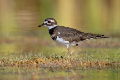 Shorebirds