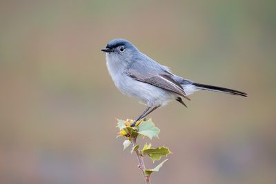 Blue-Gray Gnatcatcher