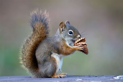 Squirrels, Prairie Dogs, and other Rodents