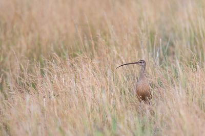 Wildlife in Habitat