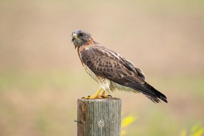 Raptors