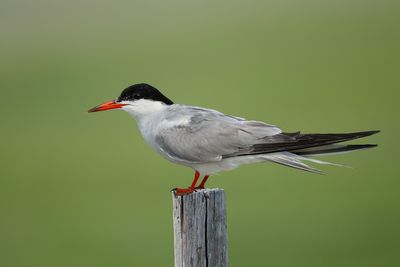 Terns & Jaegers