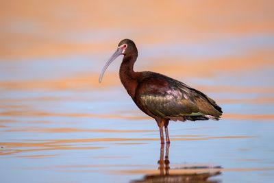Herons, Egrets, & Ibis