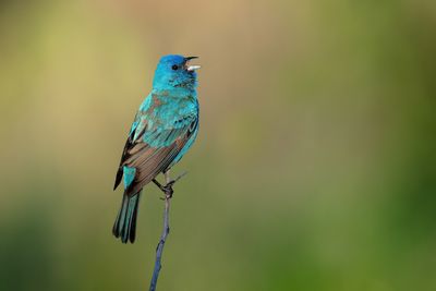 Tanagers, Grosbeaks, & Buntings