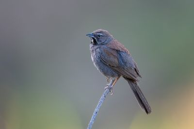 Five-striped Sparrow