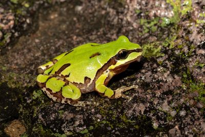 Treefrogs