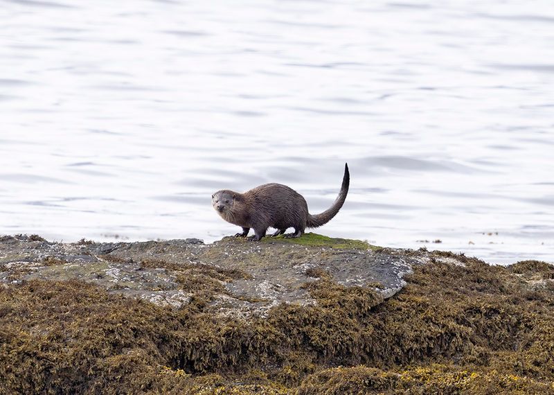 Otter