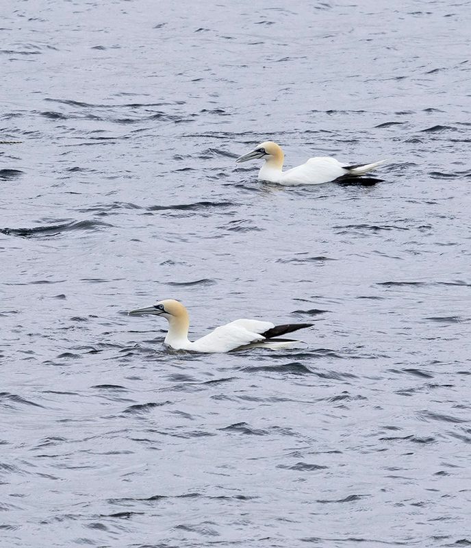 Gannet