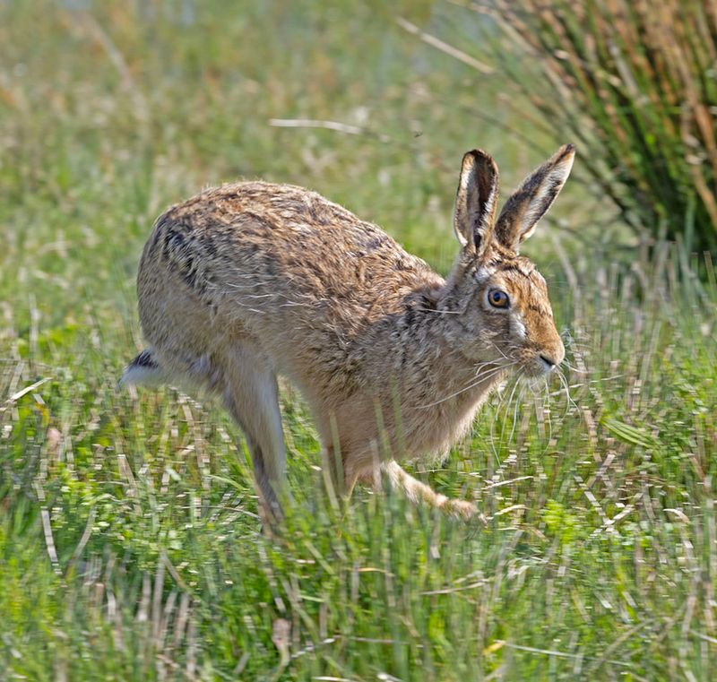 Brown Hare