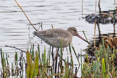 Black-tailed Godwit
