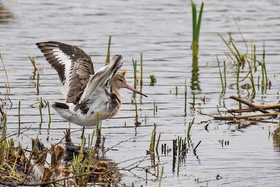 Black-tailed Godwit