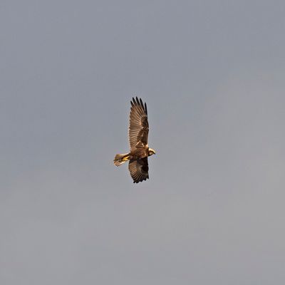 Marsh Harrier