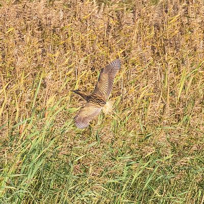 Bittern