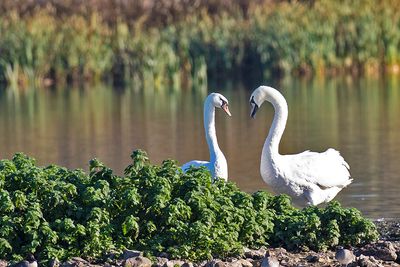 Mute Swan