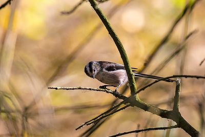 Long-tailed Tit