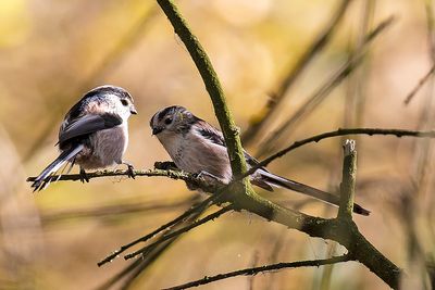 Long-tailed Tit