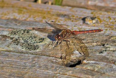 Dragonfly