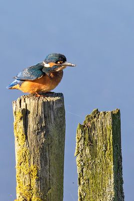 :: Leighton Moss October ::