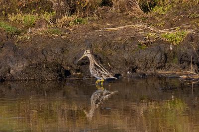 Snipe